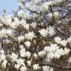 Beverboom (Magnolia Kobus) -Aanbiedingen Groene Hekken Winkel rera03974 2