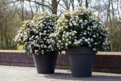 Groenblijvende Sneeuwbal (Viburnum Tinus 'Eve Price') -Aanbiedingen Groene Hekken Winkel rera04753