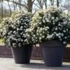 Sneeuwbal Als Bolvorm (Viburnum Tinus 'Eve Price') -Aanbiedingen Groene Hekken Winkel rera04753 1 1