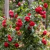 Roos (Rosa 'Florentina') -Aanbiedingen Groene Hekken Winkel rera05259 1