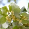 Grote Zilverlinde (Tilia Tomentosa) -Aanbiedingen Groene Hekken Winkel rera05311