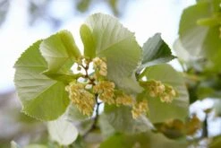 Grote Zilverlinde (Tilia Tomentosa)