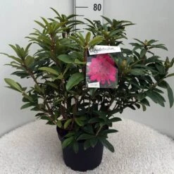 Rhododendron (Rhododendron 'Anah Kruschke') -Aanbiedingen Groene Hekken Winkel rh. anah kruschke c10 50 cm