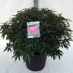 Rhododendron (Rhododendron 'Graziella') -Aanbiedingen Groene Hekken Winkel rh. graziella c30