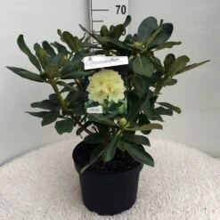 Rhododendron (Rhododendron 'Horizon Monarch') -Aanbiedingen Groene Hekken Winkel rh. horizon monarch c10 50 cm