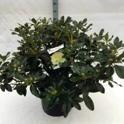 Rhododendron (Rhododendron 'Horizon Monarch') -Aanbiedingen Groene Hekken Winkel rh. horizon monarch c40