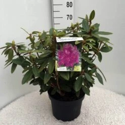 Rhododendron (Rhododendron 'Kokardia') -Aanbiedingen Groene Hekken Winkel rh. kokardia c10 50 cm 1