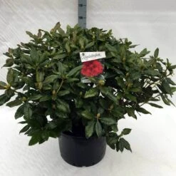 Rhododendron (Rhododendron 'Lord Roberts') -Aanbiedingen Groene Hekken Winkel rh. lord roberts c40
