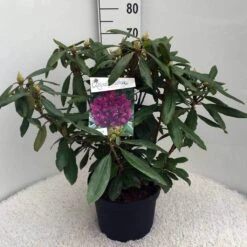 Rhododendron (Rhododendron 'Marcel Menard') -Aanbiedingen Groene Hekken Winkel rh. marcel menard c10 50 cm