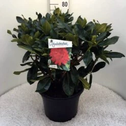 Rhododendron (Rhododendron 'Markeeta's Prize') -Aanbiedingen Groene Hekken Winkel rh. markeeta s prize c20 1
