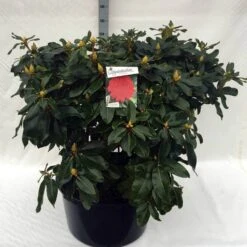 Rhododendron (Rhododendron 'Markeeta's Prize') -Aanbiedingen Groene Hekken Winkel rh. markeeta s prize c80