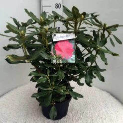 Rhododendron (Rhododendron 'Nova Zembla') -Aanbiedingen Groene Hekken Winkel rh. nova zembla c10 50 cm 1