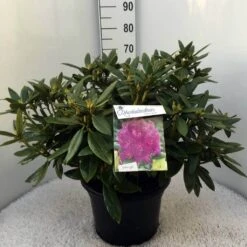 Rhododendron (Rhododendron 'Polarnacht') -Aanbiedingen Groene Hekken Winkel rh. polarnacht c20
