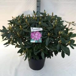 Bosrhododendron (Rhododendron Ponticum 'Roseum') 15 Bosrhododendron (Rhododendron Ponticum 'Roseum') -Aanbiedingen Groene Hekken Winkel rh. pont. roseum c30