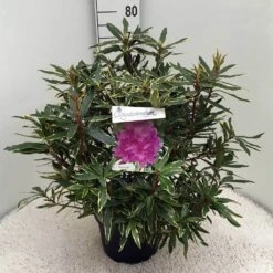 Bosrhododendron (Rhododendron Ponticum 'Variegatum') -Aanbiedingen Groene Hekken Winkel rh. pont. variegatum c10 50 cm 1