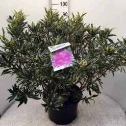 Bosrhododendron (Rhododendron Ponticum 'Variegatum') -Aanbiedingen Groene Hekken Winkel rh. pont. variegatum c20 1