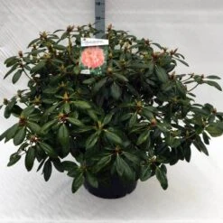 Rhododendron (Rhododendron 'Virginia Richards') -Aanbiedingen Groene Hekken Winkel rh. virginia richards c40 1