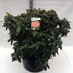 Rhododendron (Rhododendron 'Virginia Richards') -Aanbiedingen Groene Hekken Winkel rh. virginia richards c80 1