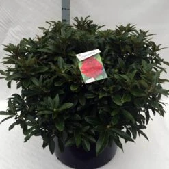 Rhododendron (Rhododendron 'Wilgen's Ruby') -Aanbiedingen Groene Hekken Winkel rh. wilgens ruby c80 2