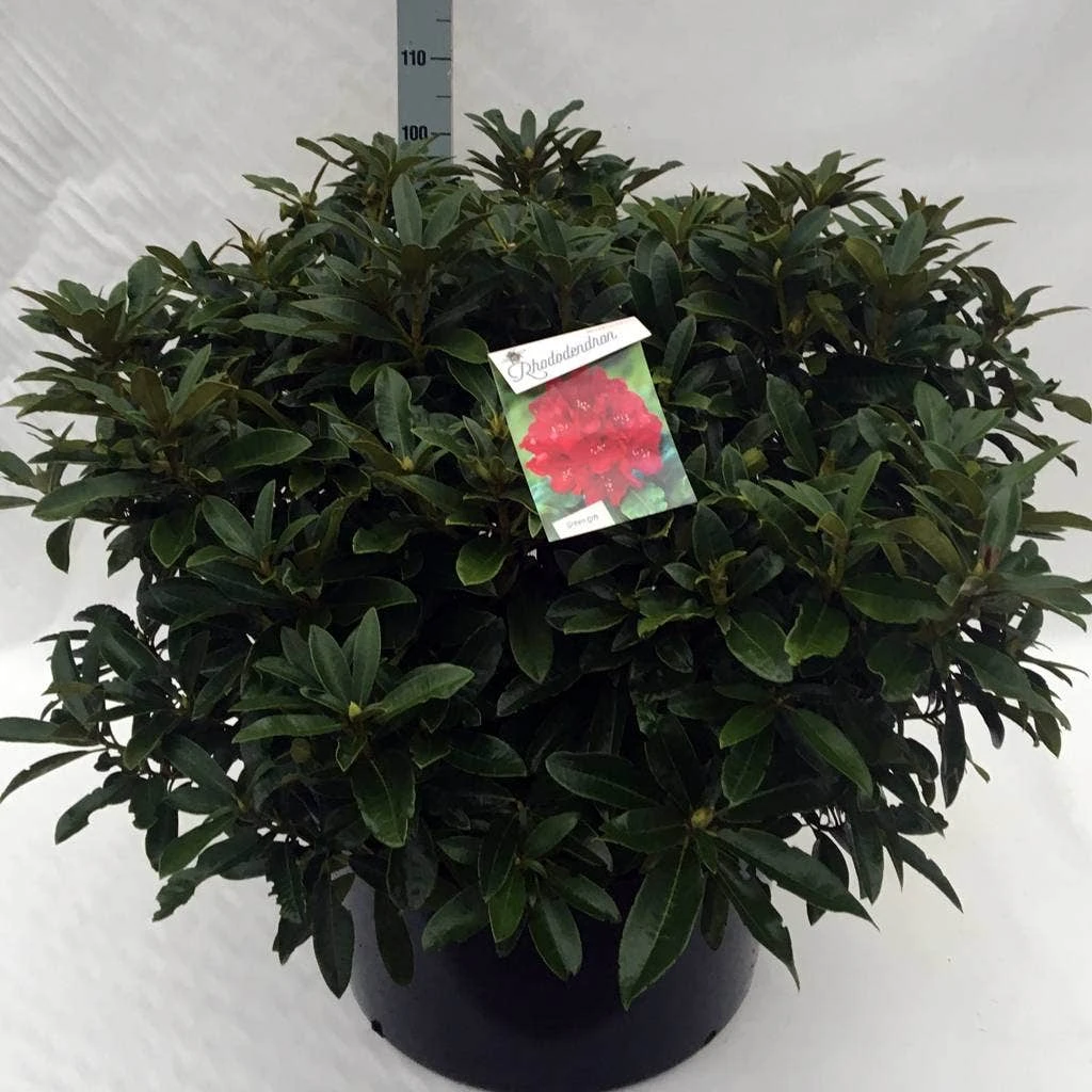 Rhododendron (Rhododendron 'Wilgen's Ruby') 18 Rhododendron (Rhododendron 'Wilgen's Ruby') - Afbeelding 16