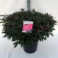 Rhododendron (Rhododendron 'Winsome') -Aanbiedingen Groene Hekken Winkel rh. winsome c30 1