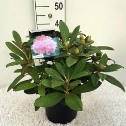 Rhododendron (Rhododendron 'Doc') -Aanbiedingen Groene Hekken Winkel rh. y doc c5