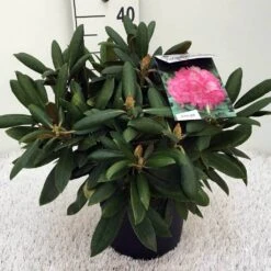 Dwergrhododendron (Rhododendron 'Polaris') 10 Dwergrhododendron (Rhododendron 'Polaris') -Aanbiedingen Groene Hekken Winkel rh. y polaris c5