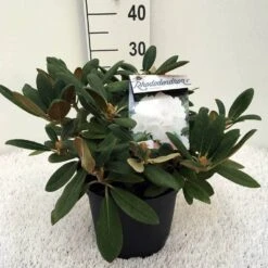 Dwergrhododendron (Rhododendron 'Porzellan') -Aanbiedingen Groene Hekken Winkel rh. y porzelan c5