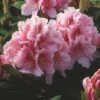 Rhododendron (Rhododendron 'Albert Schweitzer') -Aanbiedingen Groene Hekken Winkel rhaschwe 2