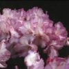 Dwergrhododendron (Rhododendron 'Blurettia') -Aanbiedingen Groene Hekken Winkel rhbluret 1 1