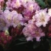 Dwergrhododendron (Rhododendron 'Caroline Allbrook') -Aanbiedingen Groene Hekken Winkel rhcallbr 2