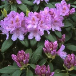 Rhododendron (Rhododendron Catawbiense 'Grandiflorum') -Aanbiedingen Groene Hekken Winkel rhcgrand 13