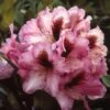 Rhododendron (Rhododendron 'Kokardia') -Aanbiedingen Groene Hekken Winkel rhkokard 2