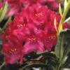 Rhododendron (Rhododendron 'Nova Zembla') -Aanbiedingen Groene Hekken Winkel rhnzembl 7