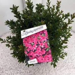 Japanse Azalea (Rhododendron 'Madame Van Hecke') -Aanbiedingen Groene Hekken Winkel rho. aj mme van hecke c10