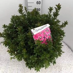 Japanse Azalea (Rhododendron 'Madame Van Hecke') -Aanbiedingen Groene Hekken Winkel rho. aj mme van hecke c15