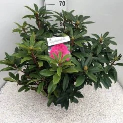 Rhododendron (Rhododendron 'Anah Kruschke') -Aanbiedingen Groene Hekken Winkel rho. anah kruschke c10 50 cm 1