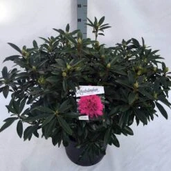 Rhododendron (Rhododendron 'Anah Kruschke') -Aanbiedingen Groene Hekken Winkel rho. anah kruschke c30 1