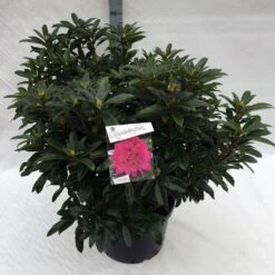 Rhododendron (Rhododendron 'Anah Kruschke') -Aanbiedingen Groene Hekken Winkel rho. anah kruschke c40
