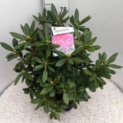 Rhododendron (Rhododendron 'Cosmopolitan') -Aanbiedingen Groene Hekken Winkel rho. cosmopolitan c10 50 cm
