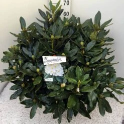 Rhododendron (Rhododendron 'Cunningham White') -Aanbiedingen Groene Hekken Winkel rho. cunn white c20