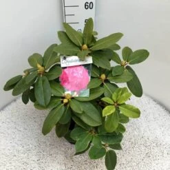 Rhododendron (Rhododendron 'Germania') 33 Rhododendron (Rhododendron 'Germania') -Aanbiedingen Groene Hekken Winkel rho. germania c10 50 cm 1