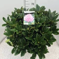 Rhododendron (Rhododendron 'Gomer Waterer') -Aanbiedingen Groene Hekken Winkel rho. gomer waterer c20