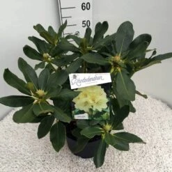 Rhododendron (Rhododendron 'Horizon Monarch') -Aanbiedingen Groene Hekken Winkel rho. horizon monarch c10 50 cm