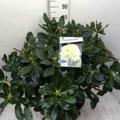 Rhododendron (Rhododendron 'Horizon Monarch') -Aanbiedingen Groene Hekken Winkel rho. horizon monarch c20