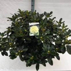 Rhododendron (Rhododendron 'Horizon Monarch') -Aanbiedingen Groene Hekken Winkel rho. horizon monarch c40