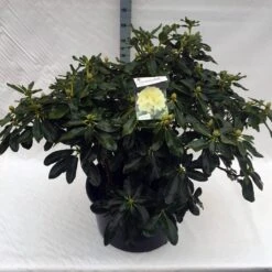 Rhododendron (Rhododendron 'Horizon Monarch') -Aanbiedingen Groene Hekken Winkel rho. horizon monarch c80