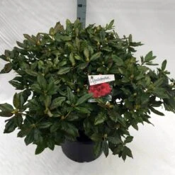 Rhododendron (Rhododendron 'Lord Roberts') -Aanbiedingen Groene Hekken Winkel rho. lord roberts c40