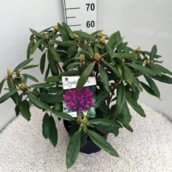 Rhododendron (Rhododendron 'Marcel Menard') -Aanbiedingen Groene Hekken Winkel rho. marcel menard c10 50 cm