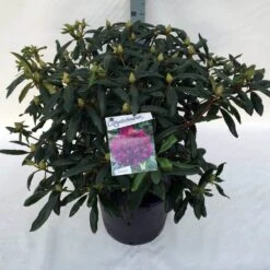 Rhododendron (Rhododendron 'Marcel Menard') -Aanbiedingen Groene Hekken Winkel rho. marcel menard c30